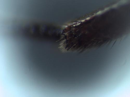 Réf. 340 001 : Nomada sp.